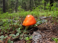 Amanita basii
