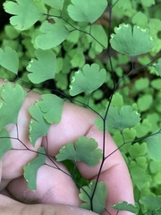 Adiantum poiretii