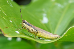 Paroxya clavuligera