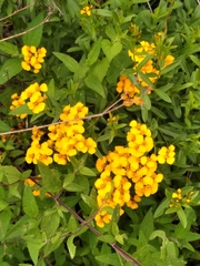 Tagetes lucida