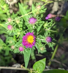 Symphyotrichum oblongifolium