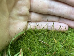 Dichodontium pellucidum