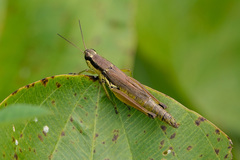 Paroxya clavuligera