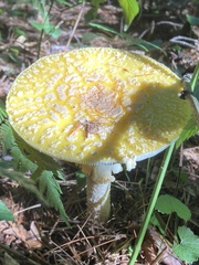 Amanita muscaria