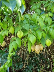 Cardiospermum grandiflorum