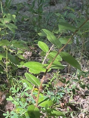Ulmus alata