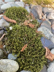 Dichodontium pellucidum