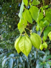 Cardiospermum grandiflorum