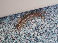 Lithobiomorpha