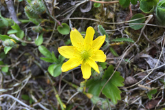 Anemonastrum richardsonii