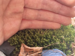 Dichodontium pellucidum