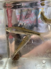 Notropis stramineus