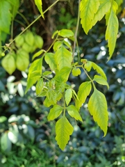 Cardiospermum grandiflorum