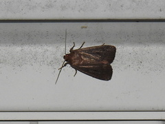 Amphipyra tragopoginis