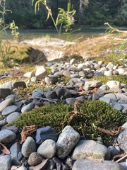 Dichodontium pellucidum