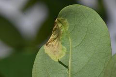 Obolodiplosis robiniae
