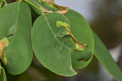 Obolodiplosis robiniae