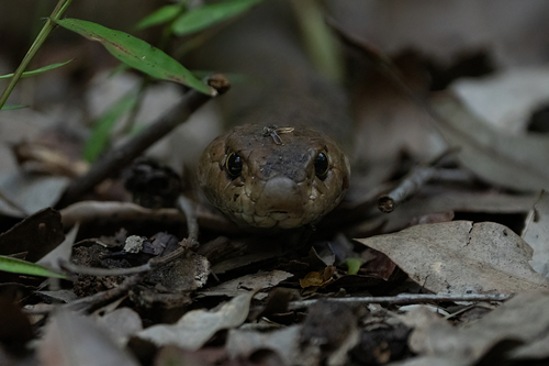 Eastern Brown Snake sighting
