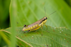 Paroxya