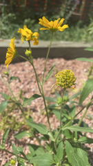 Verbesina encelioides