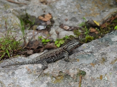Sceloporus jarrovii
