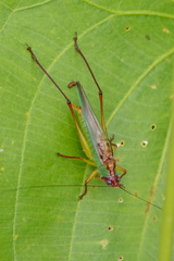 Orchelimum pulchellum