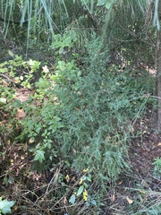 Symphyotrichum lateriflorum