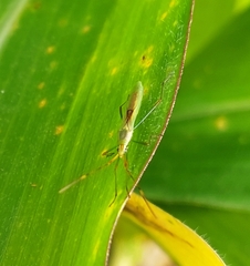 Stenocoris