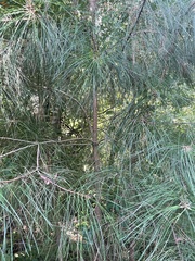 Pinus taeda