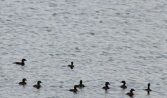 Tachybaptus dominicus