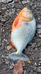 Pygocentrus nattereri