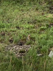 Urocitellus undulatus