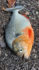 Pygocentrus nattereri