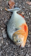 Pygocentrus nattereri