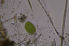 Pseudopediastrum boryanum
