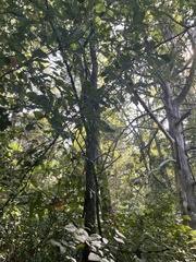 Ulmus alata