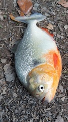 Pygocentrus nattereri