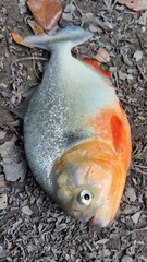 Pygocentrus nattereri