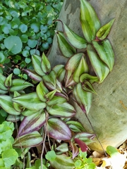 Tradescantia zebrina