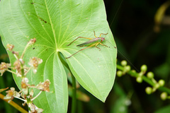 Orchelimum pulchellum