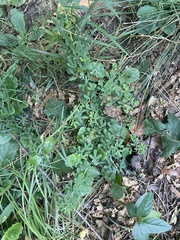 Baptisia tinctoria