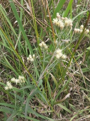 Brickellia eupatorioides