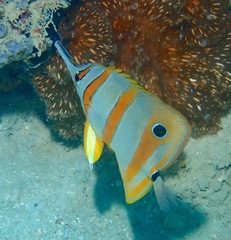 Chelmon rostratus
