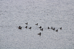 Tachybaptus dominicus