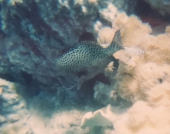 Plectorhinchus chaetodonoides