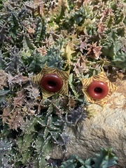 Huernia