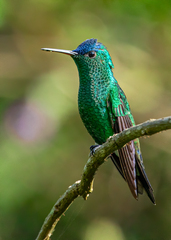 Saucerottia cyanifrons