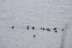 Tachybaptus dominicus