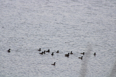 Tachybaptus dominicus