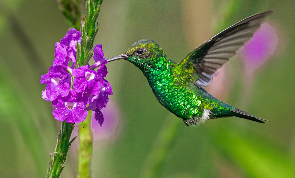 Red-billed Emerald photo